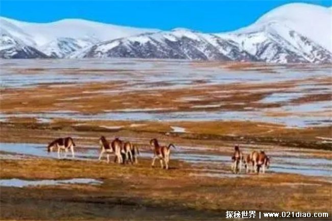 干涸已久新疆新疆罗布泊为何再现湖泊，丰富的钾盐矿(钾盐矿开发)