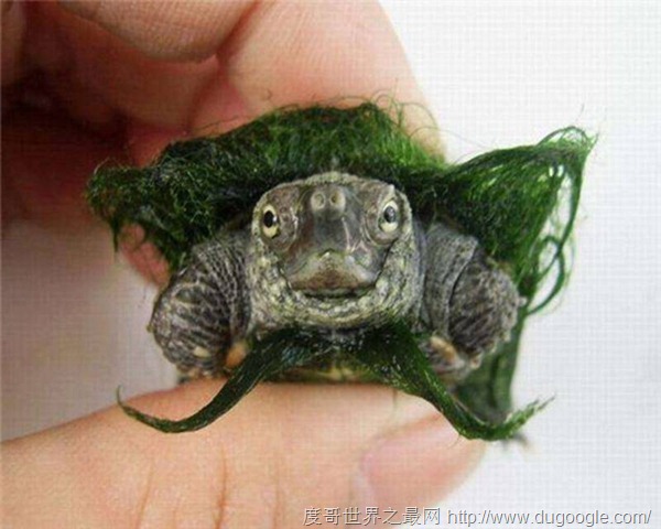 绿毛龟在唐朝被视为镇殿之宝，药用价值极高但如今只能靠饲养