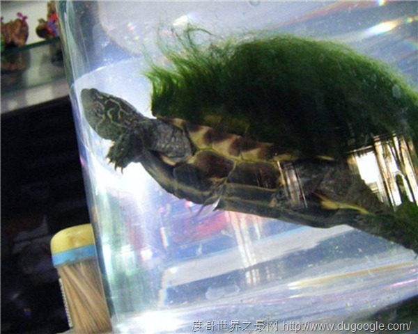 绿毛龟在唐朝被视为镇殿之宝，药用价值极高但如今只能靠饲养