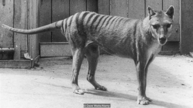 最终一只袋狼（学名：Thylacinus cynocephalus）死于1936年