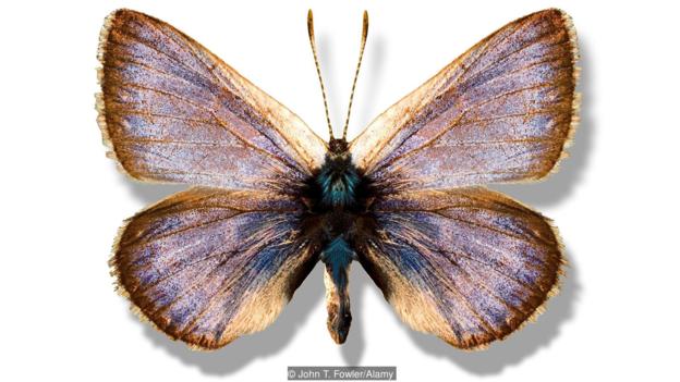 加利福尼亚甜灰蝶（学名：Glaucopsyche xerces）已经灭绝