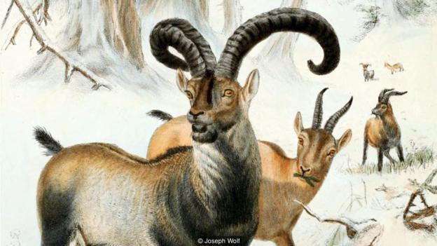 普通西班牙羱羊（学名：Capra pyrenaica pyrenaica）的艺术画