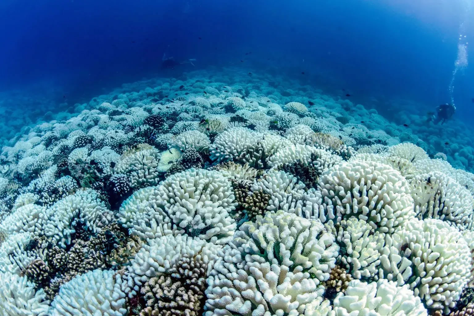 在2019年的海洋热浪中，Moorea北岸的各处深度发生了广泛的珊瑚白化。资料来源：Peter J. Edmunds