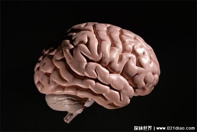 人类为什么最聪明，大脑可以提供信息处理(信息的传输)