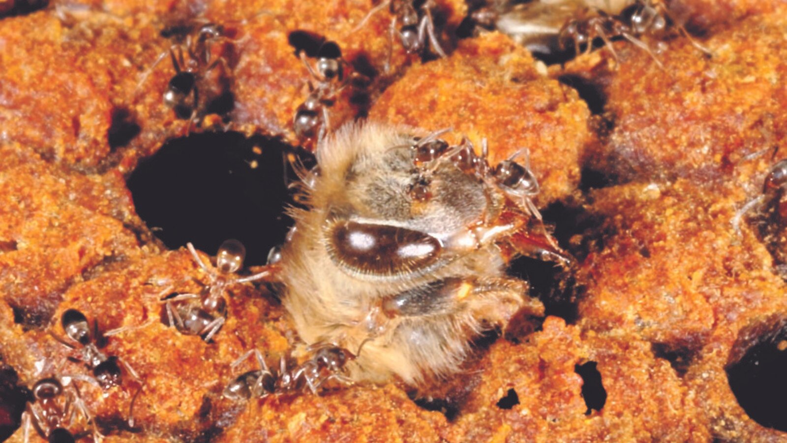研究证明入侵蚂蚁物种与蜜蜂疾病水平增加之间的联系