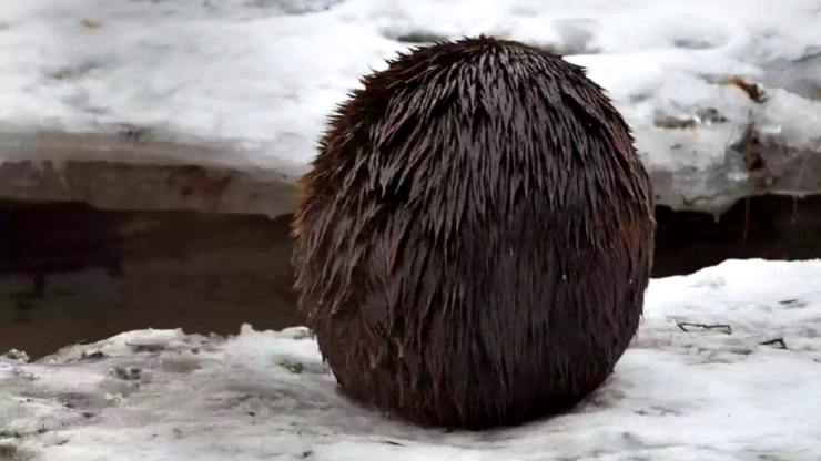 摄影师在雪地发现一个毛茸茸的棕色球体 真实身分竟是加拿大国宝河狸