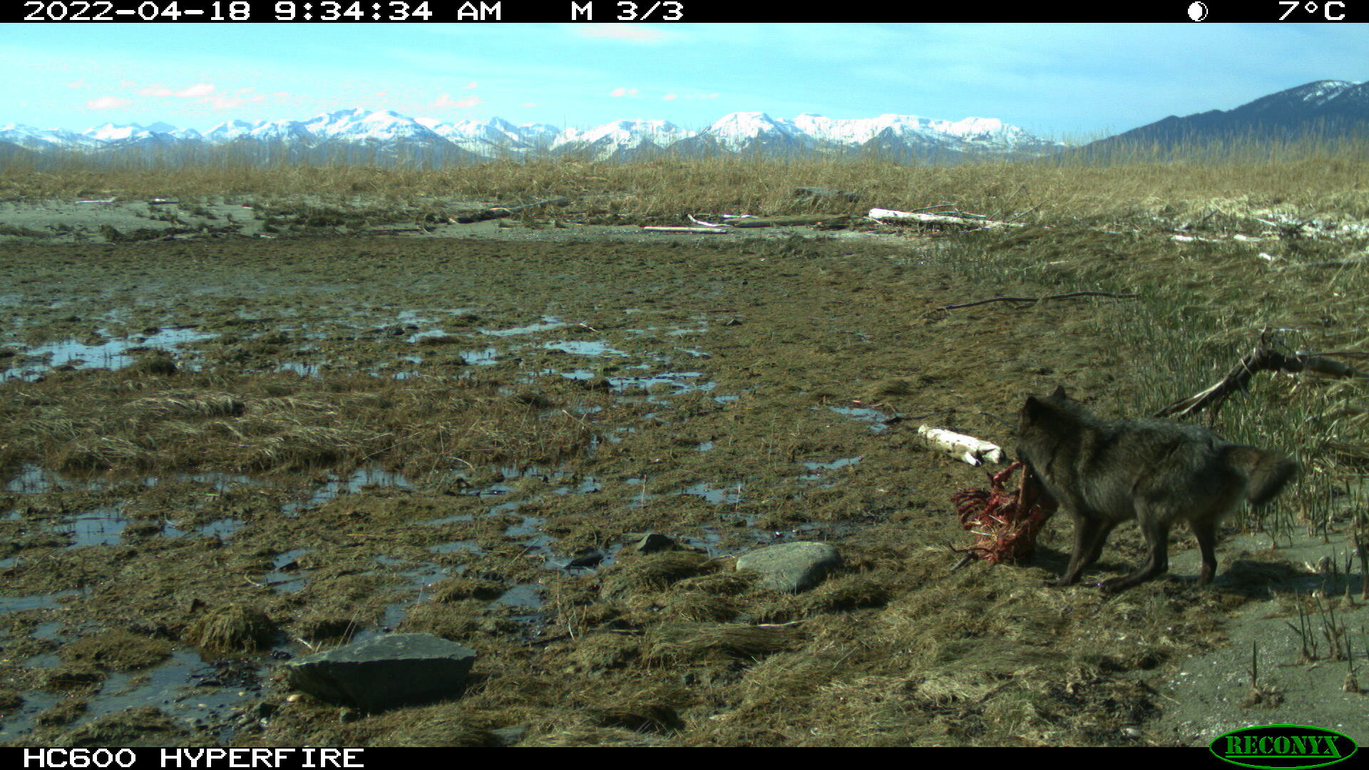 研究发现狼在阿拉斯加岛上消灭鹿 然后迅速转向吃海獭