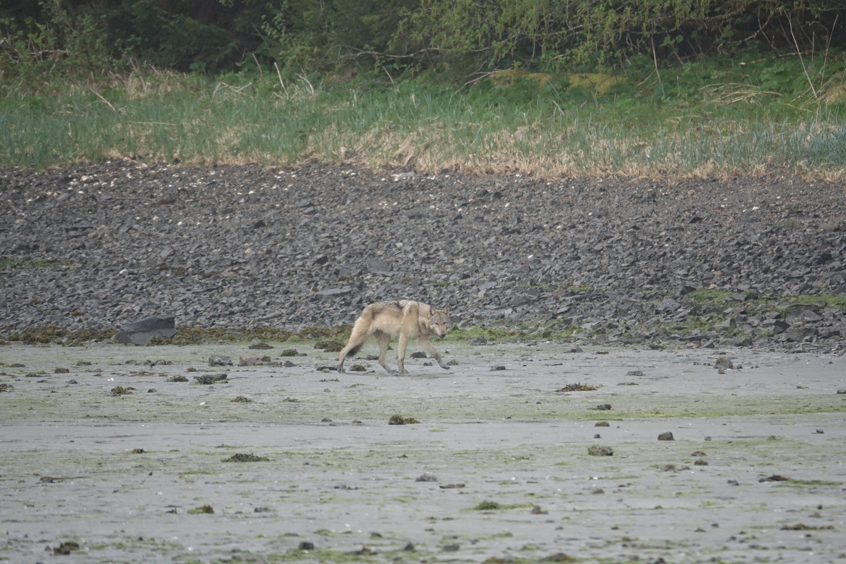 研究发现狼在阿拉斯加岛上消灭鹿 然后迅速转向吃海獭