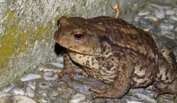 青蛙和蟾蜍的区别有哪些？蟾蜍能活多久？