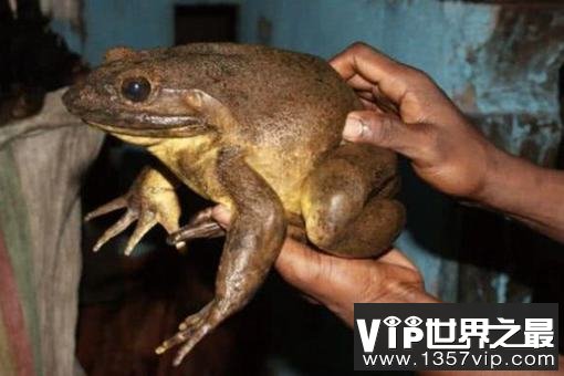 世界第一大巨蛙，哥利亚蛙有3.3公斤重