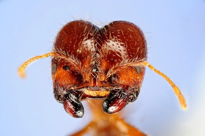 有500多种蚂蚁出现在它们不应该出现的地方 对当地生态系造成浩劫