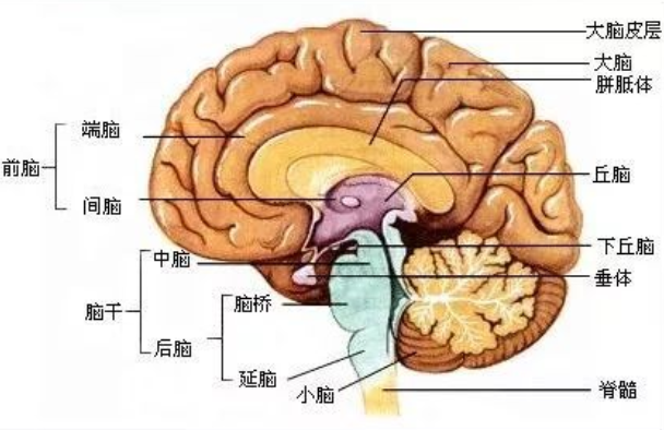 大脑与脊髓的关系：是人体中枢神经 相当于指挥中心