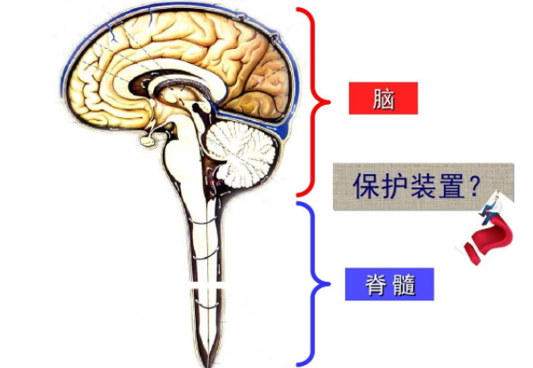 大脑与脊髓的关系：是人体中枢神经 相当于指挥中心