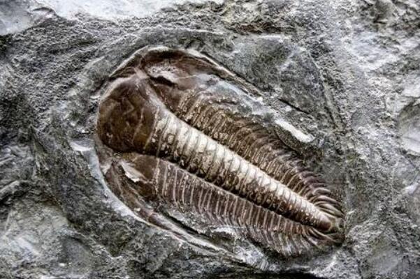 三叶虫化石脚印是真的吗：不是 自然形成的空洞