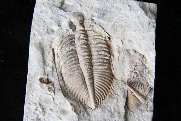三叶虫化石脚印是真的吗：不是 自然形成的空洞