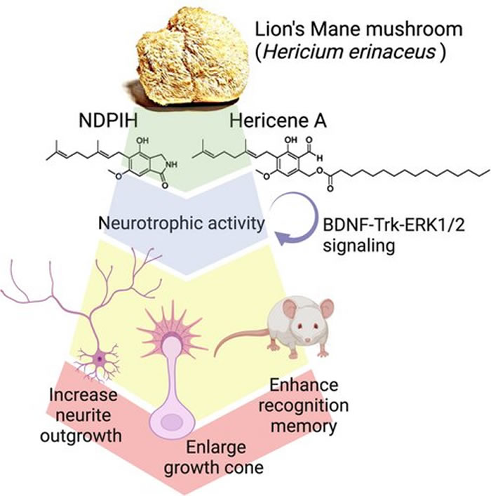 研究发现一种可食用蘑菇“狮鬃菇”中的活性化合物可以促进神经生长和增强记忆力