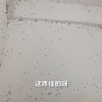新租的房子里有蟑螂房主应该管吗 广东一女租客房间 3