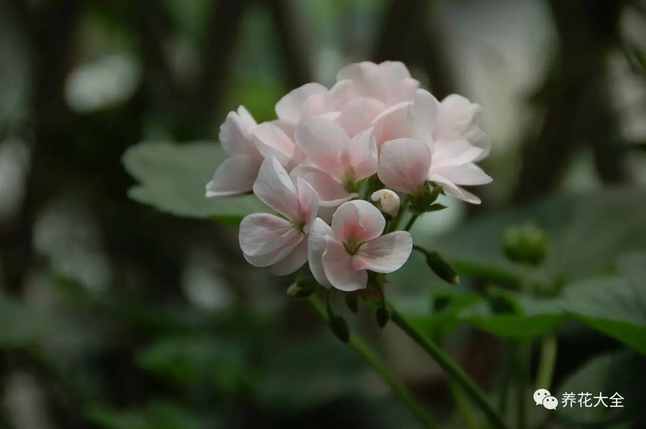 兰花是指哪个生肖 兰花代表哪个生肖
