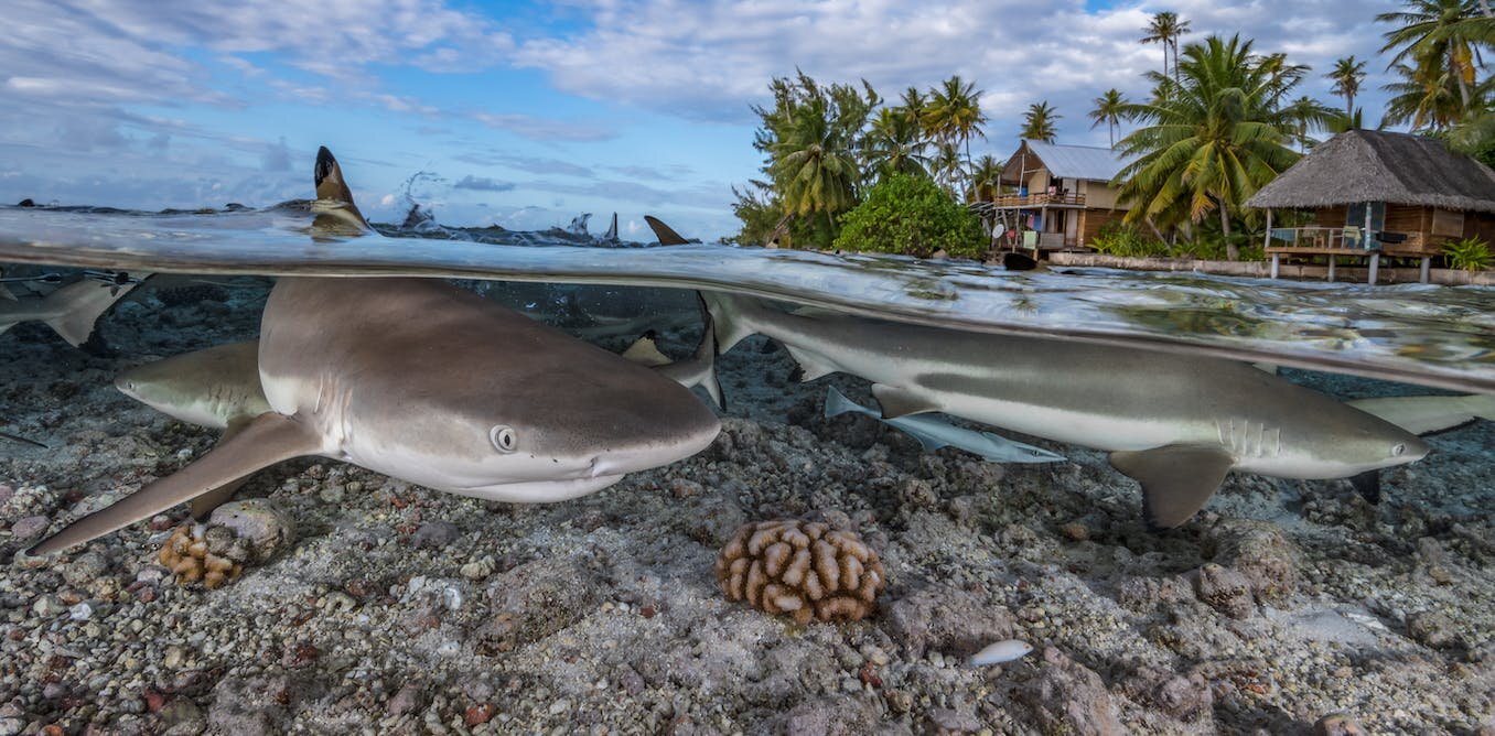 104种鲨鱼和鳐鱼现在得到了新的保护，但是这些保护足够了吗？