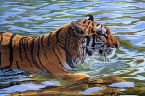 老虎为什么会游泳 胸腔很大且爪间有蹼游泳躲避酷暑