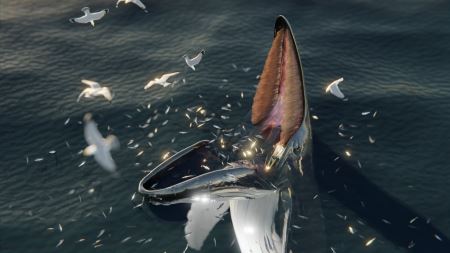 在鲸鱼身上看到的神奇新行为可能在2000多年前历史手稿中有记录