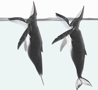 在鲸鱼身上看到的神奇新行为可能在2000多年前历史手稿中有记录