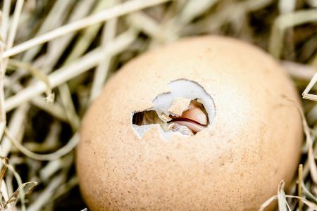 《物种学快报》杂志：研究显示新生小鸡会被向上移动的物体吸引
