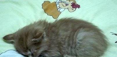 小猫老爱睡在床上如何办？
