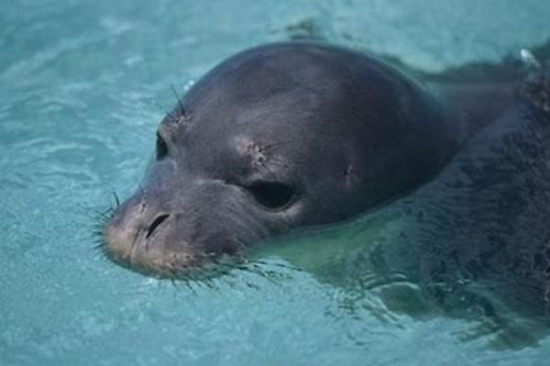 夏威夷僧海豹:全球唯一活在热带的海豹因像和尚得名