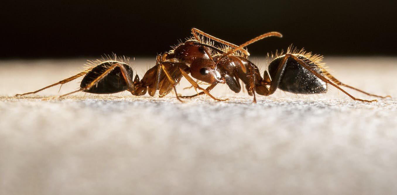 嗅觉是维系蚂蚁社会的关键感觉