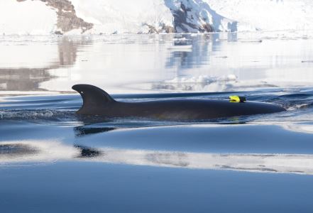 研究显示小须鲸代表了一种猛冲式进食的须鲸的最小尺寸阈值
