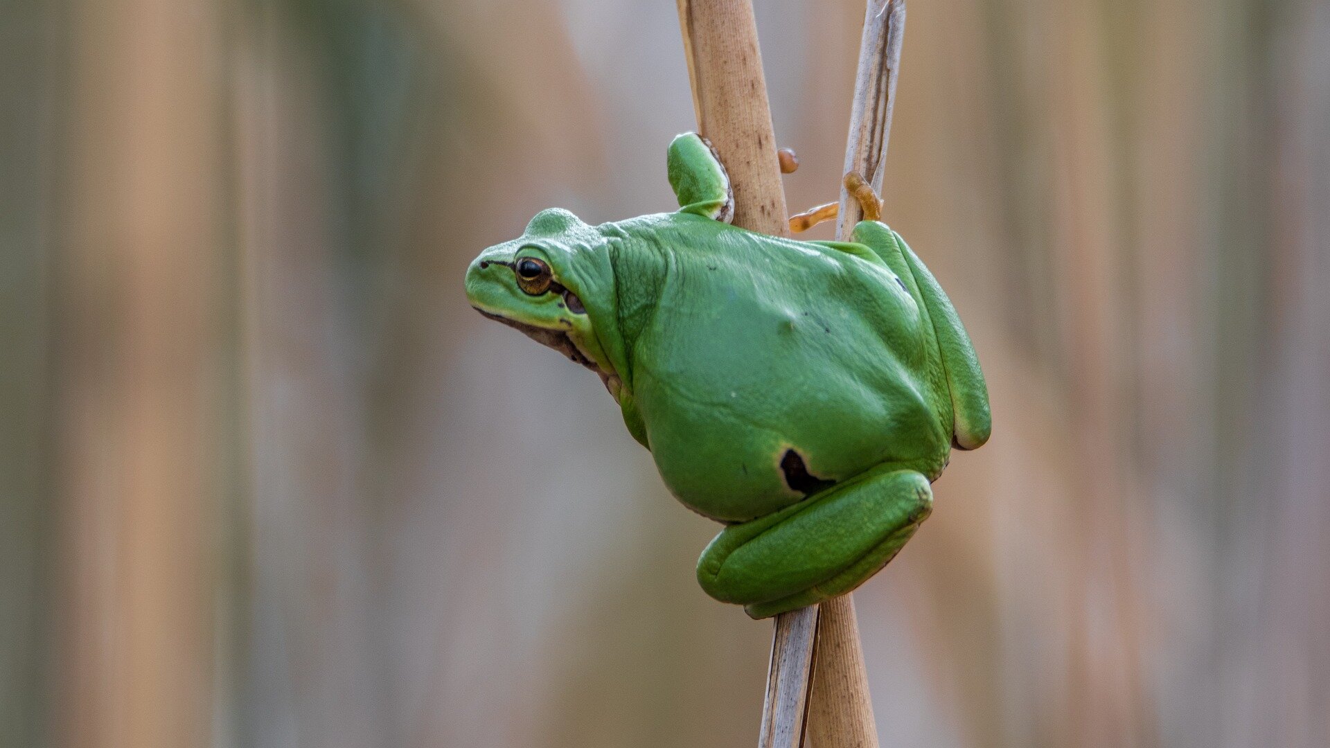气候变化和入侵生物怎么威胁树蛙