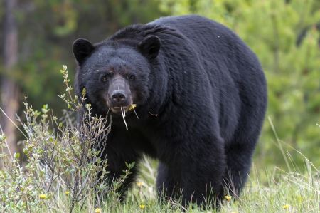 电影“熊盖毒”是根据1985年真熊真事改编 90公斤重美洲黑熊被发现死于毒品过量