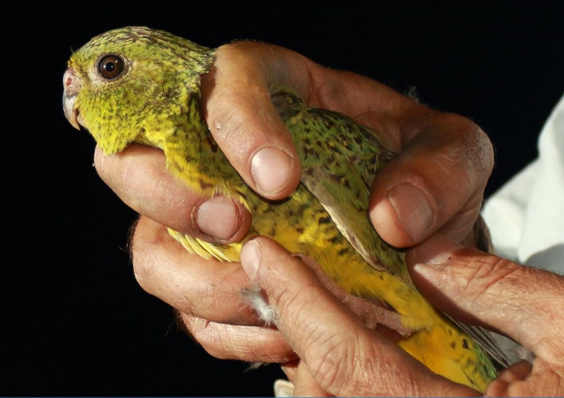 大英博物馆标本让人们深入了解澳大利亚稀有的夜鹦鹉