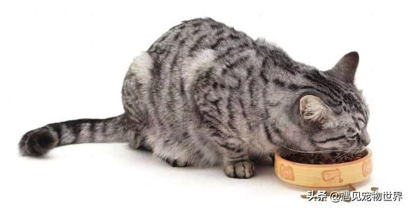 自制猫粮最简单的（自制猫粮的方法）(2)