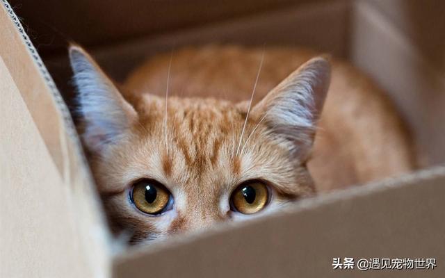 自制猫粮最简单的（自制猫粮的方法）(3)