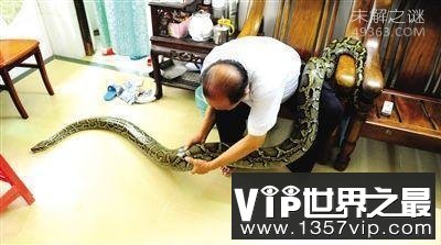 惊呆众人海口老人与蟒蛇同住7年 重60斤体长约4米