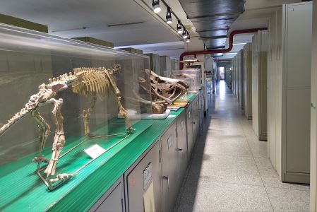 中国科学院古脊椎动物与古人类研究所标本馆成为全球自然藏品的重要组成部分
