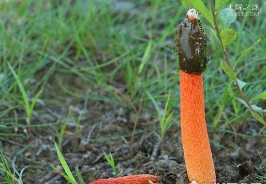 世界上最臭的蘑菇 红鬼笔：带着鸡屎粘液的菌男人们都争着吃