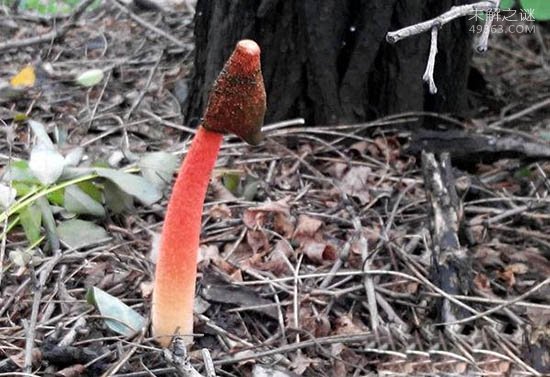 世界上最臭的蘑菇 红鬼笔：带着鸡屎粘液的菌男人们都争着吃