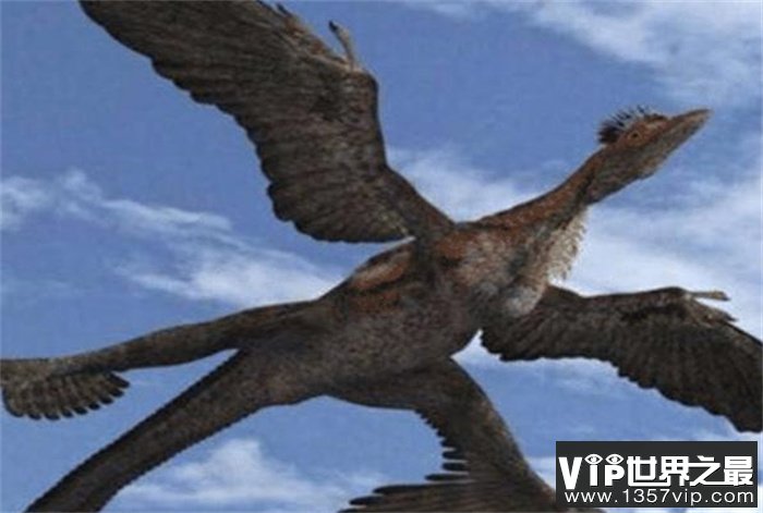 世界上翅膀最多的鸟 长了4只翅膀 四翼鸟
