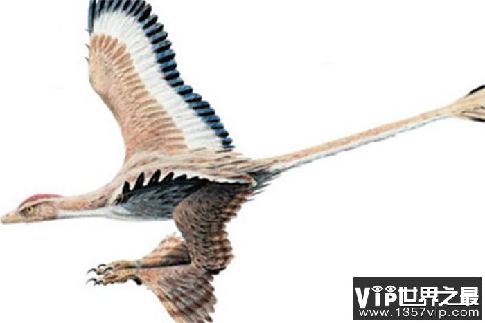世界上翅膀最多的鸟 长了4只翅膀 四翼鸟