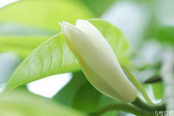 白兰花的花语是什么呢 白兰花有香味吗