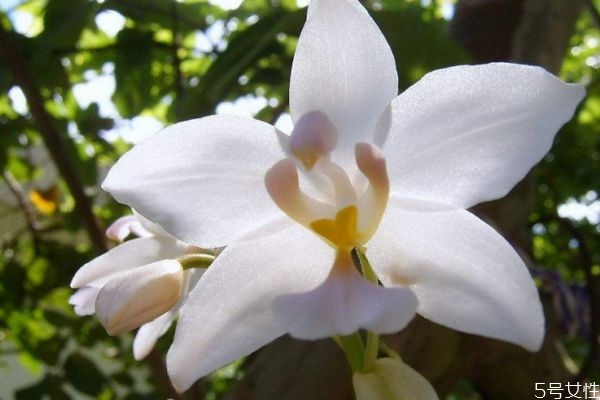 白兰花的花语是什么呢 白兰花有香味吗
