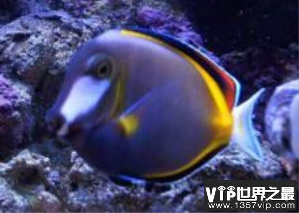 世界上色彩最艳丽的观赏鱼：白面刺尾鱼