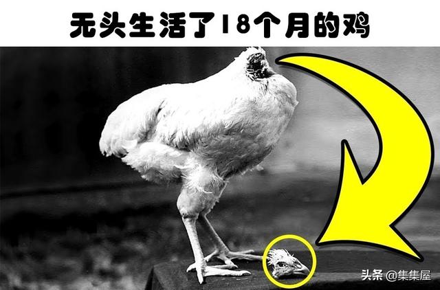 世界上最奇怪的鸡是什么样的(世界上最奇怪的生物是什么)
