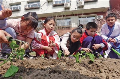 学生在学校“一亩地”菜园种下小菜苗