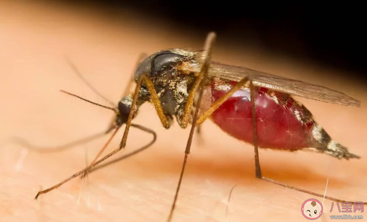 蚊子吸血时不能拍打吗 全方位防蚊攻略指南
