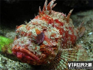 毒鲉是世界上最毒的鱼 有世界十大毒王之一之称