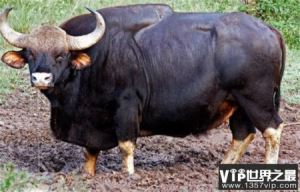 世界上体型最大的牛—印度野牛 体长可达3.3米